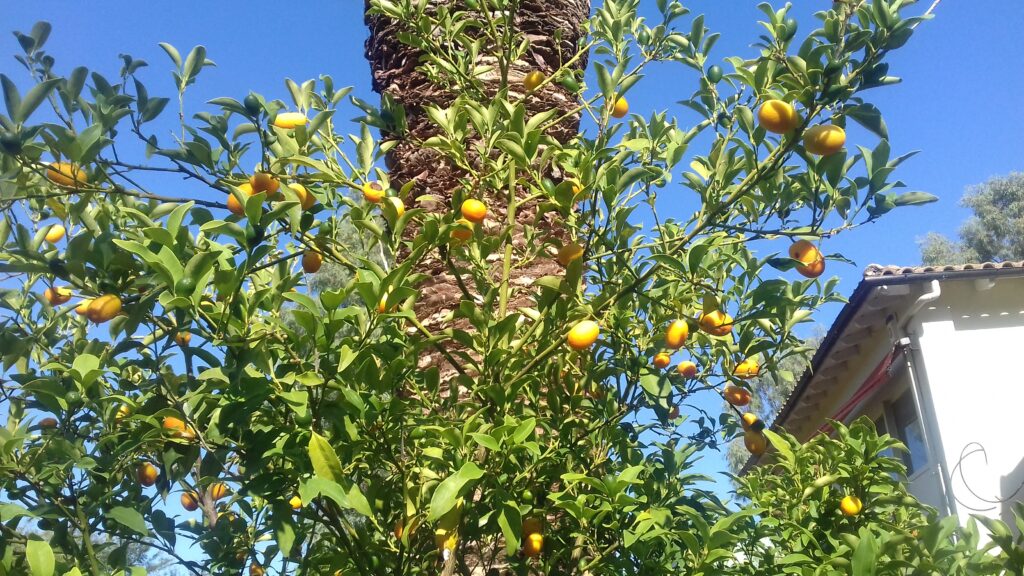 Drvo kumkvata u dvorištu fabrike Mavromatis na Krfu