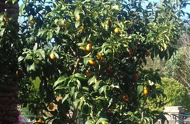 Drvo kumkvata u fabrici Mavromatis na ostrvu Krf